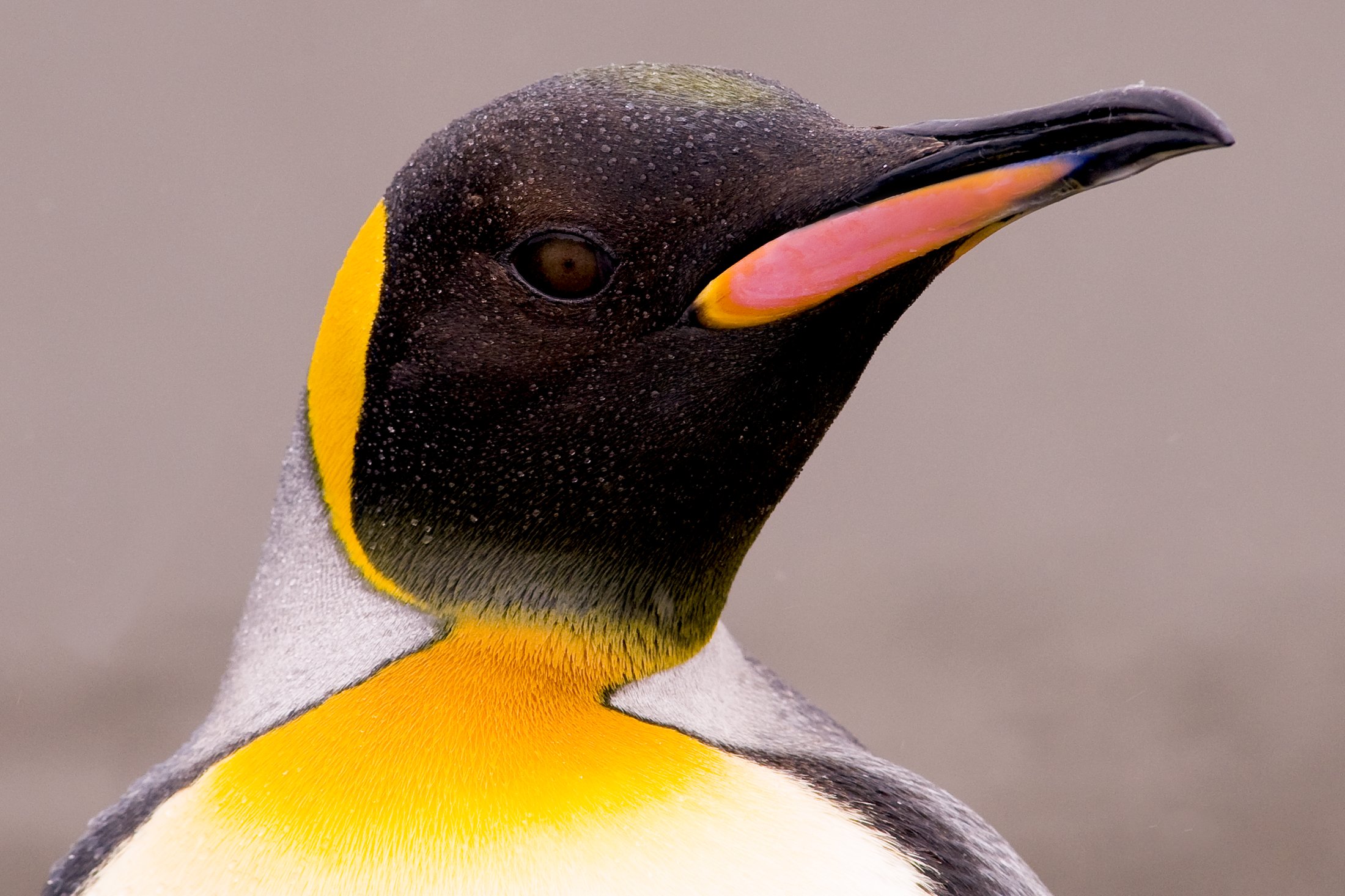 Manchot Royal en Antarctique